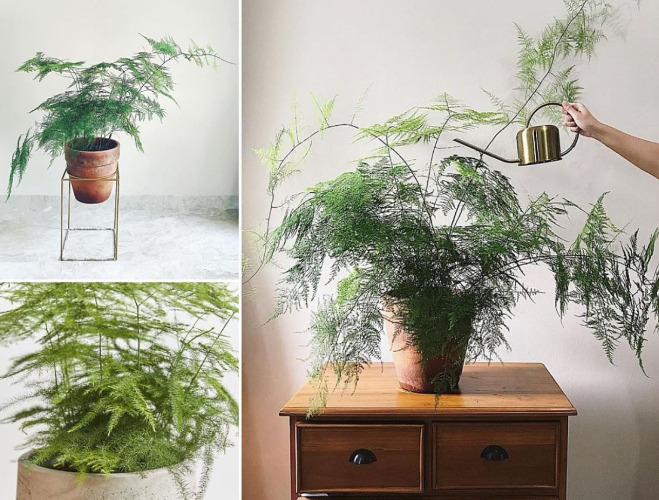 Cây Kim Thủy Tùng dáng bonsai thể hiện ý nghĩa phong thủy tốt lành