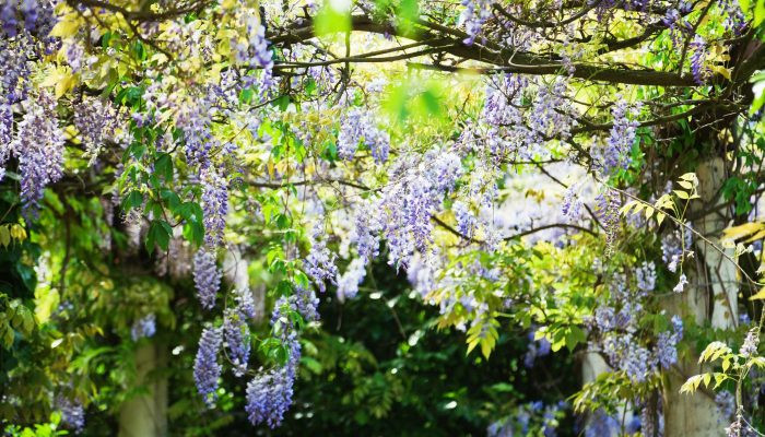 Chùm hoa tử đằng màu tím rực rỡ tượng trưng cho nhiều ý nghĩa tốt lành