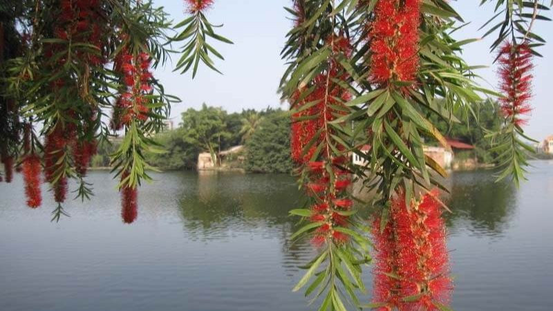 Hình ảnh chùm hoa liễu rủ màu đỏ
