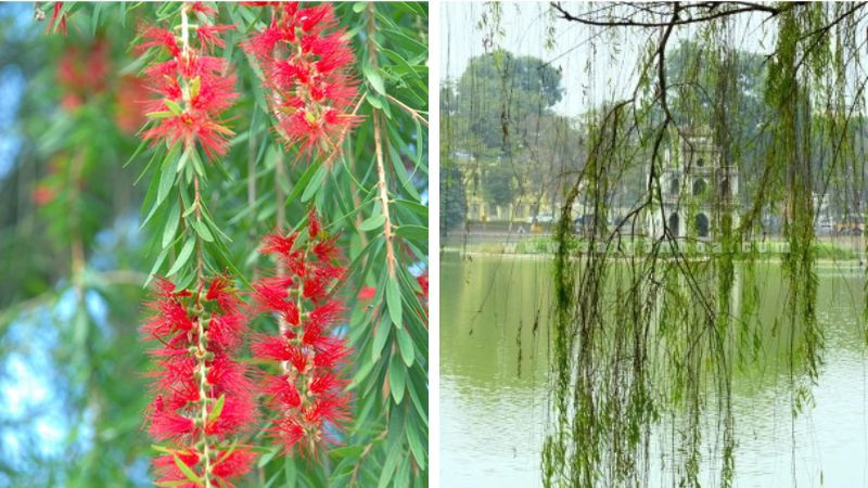 Vẻ đẹp mềm mại của cành liễu rủ bên mặt nước