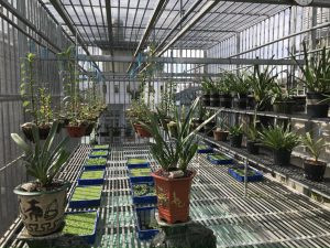 Làm khung sắt treo lan, lợp poly lấy sang giàn lan