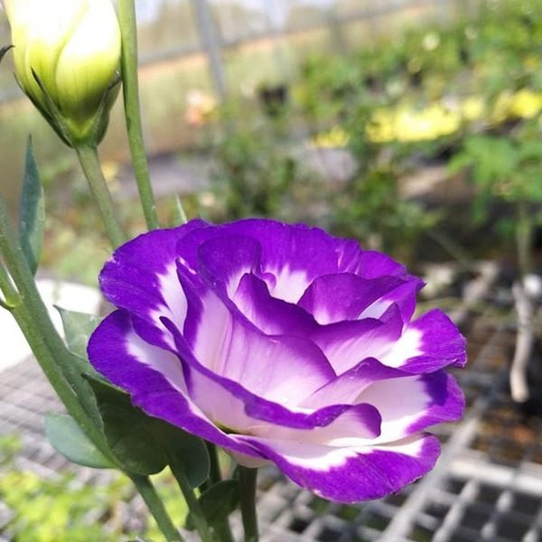 Hoa Cát Tường màu tím lãng mạn