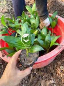 Buồng quả cau lùn tứ quý xanh