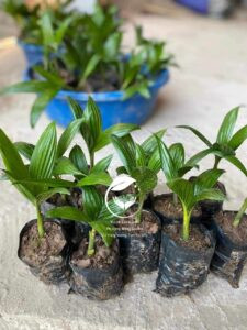 Cây cau lùn tứ quý giống