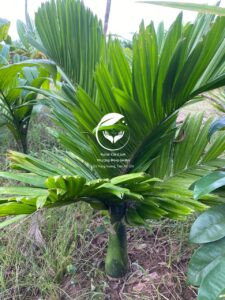 Thân và lá cây cau lùn tứ quý trưởng thành