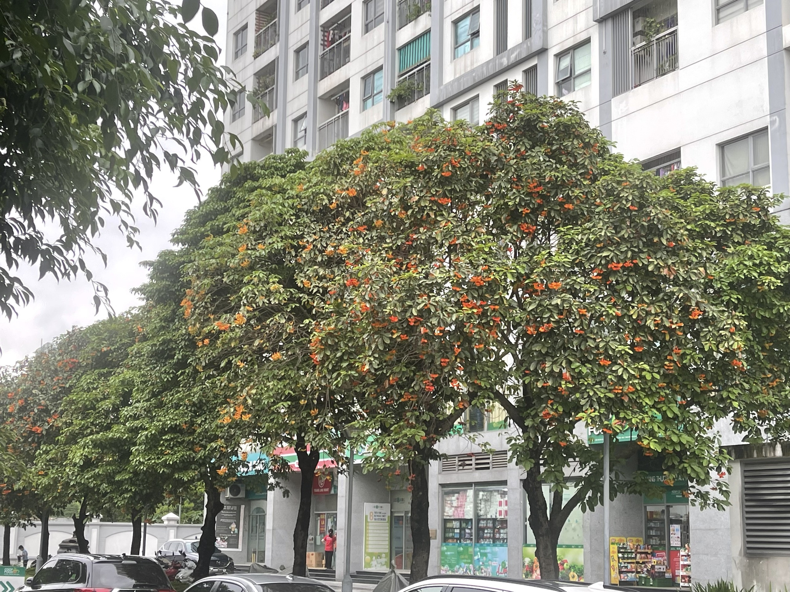 Cắt tỉa cành cây Sang (Sang Giàu) định kỳ