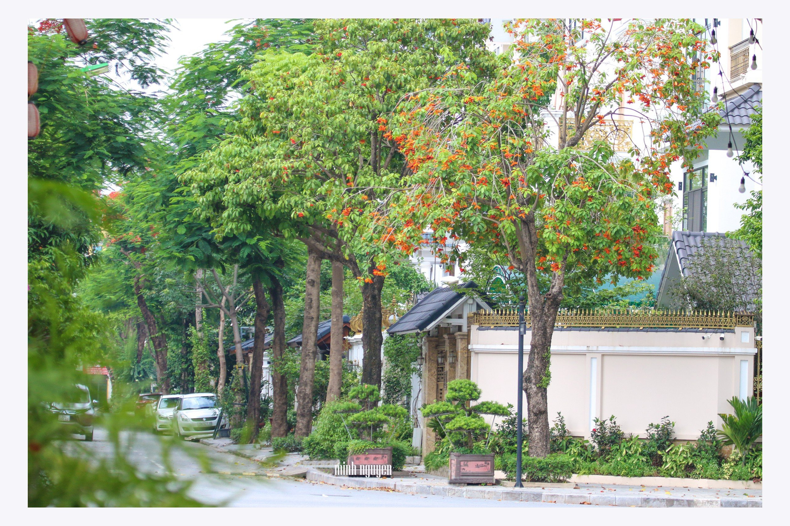 Cây Sang được trồng làm đẹp cảnh quan đường phố